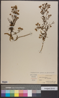 Symphyotrichum pilosum var. pilosum image