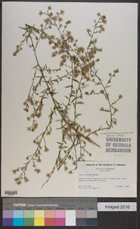 Symphyotrichum pilosum var. pilosum image