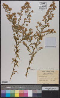 Symphyotrichum pilosum var. pilosum image