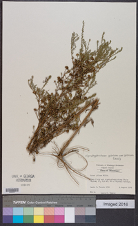 Symphyotrichum pilosum var. pilosum image