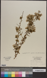 Symphyotrichum pilosum var. pilosum image