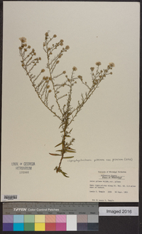 Symphyotrichum pilosum var. pilosum image