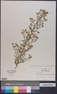 Symphyotrichum pilosum var. pilosum image