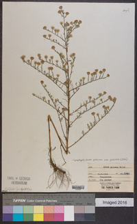 Symphyotrichum pilosum var. pilosum image