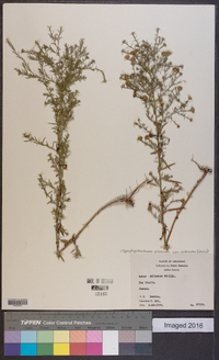 Symphyotrichum pilosum var. pilosum image