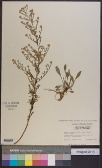 Symphyotrichum pilosum var. pilosum image