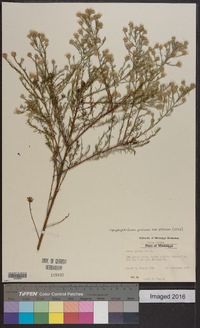 Symphyotrichum pilosum var. pilosum image