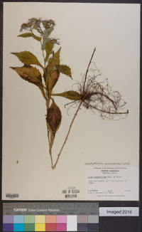 Symphyotrichum prenanthoides image