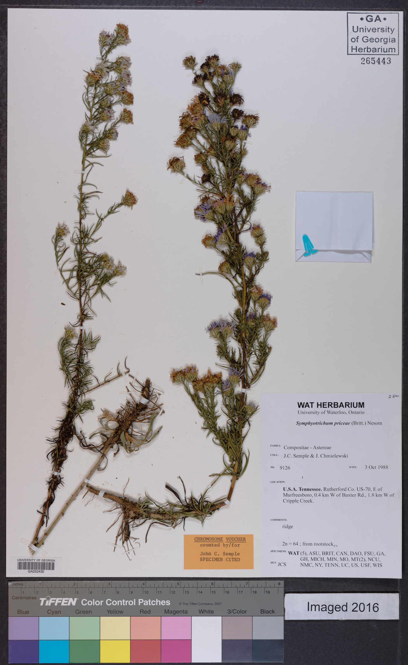 Symphyotrichum priceae image