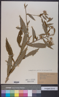 Symphyotrichum puniceum var. puniceum image