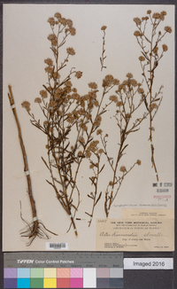 Symphyotrichum simmondsii image