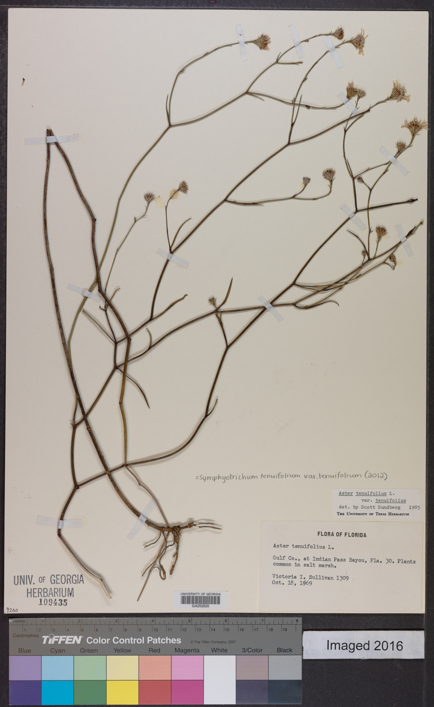 Symphyotrichum tenuifolium image