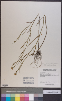 Symphyotrichum tenuifolium image