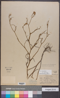 Symphyotrichum tenuifolium image