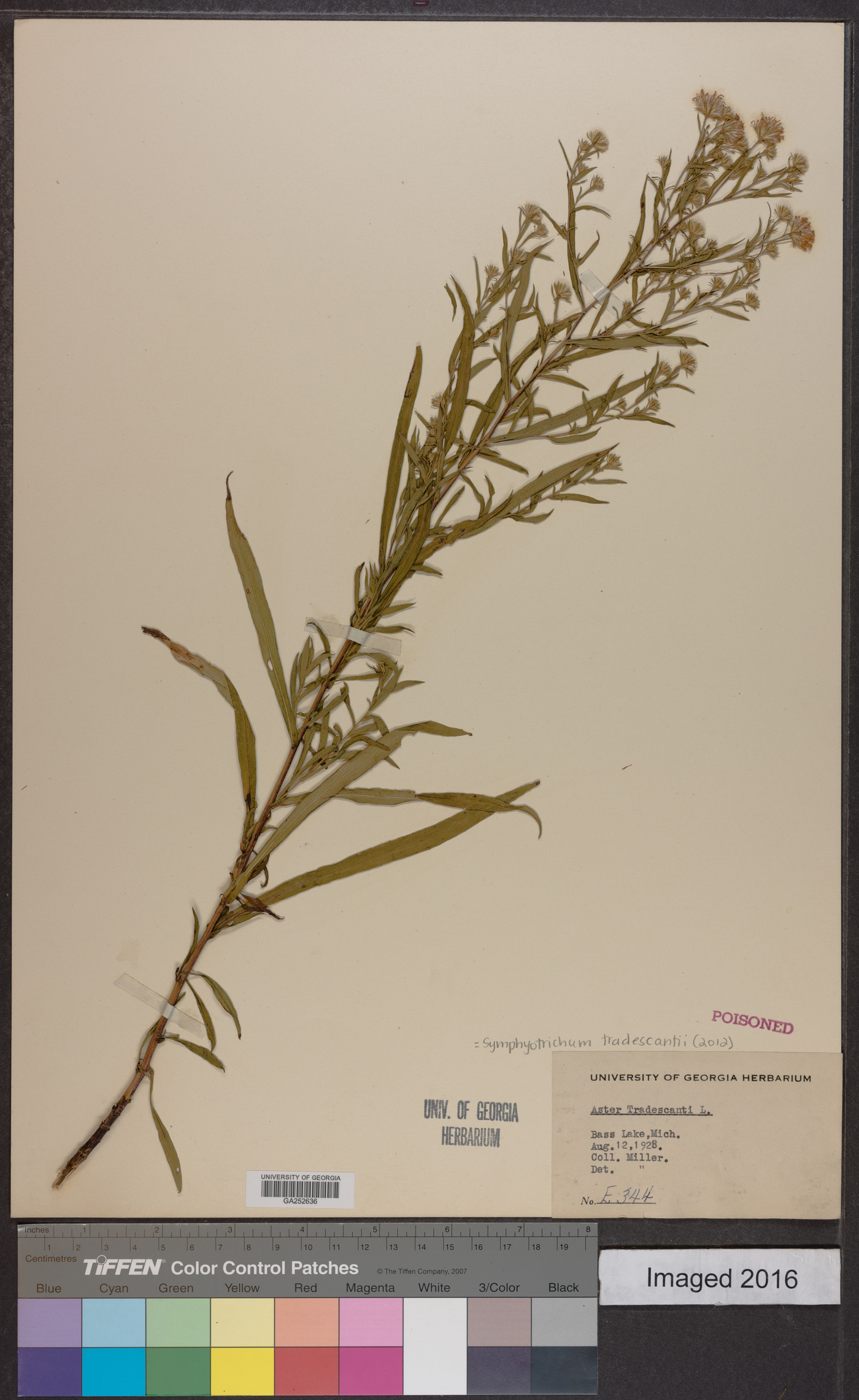Symphyotrichum tradescantii image
