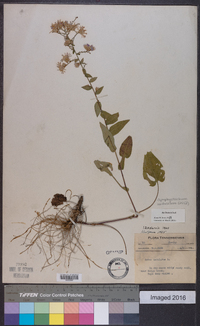 Symphyotrichum undulatum image