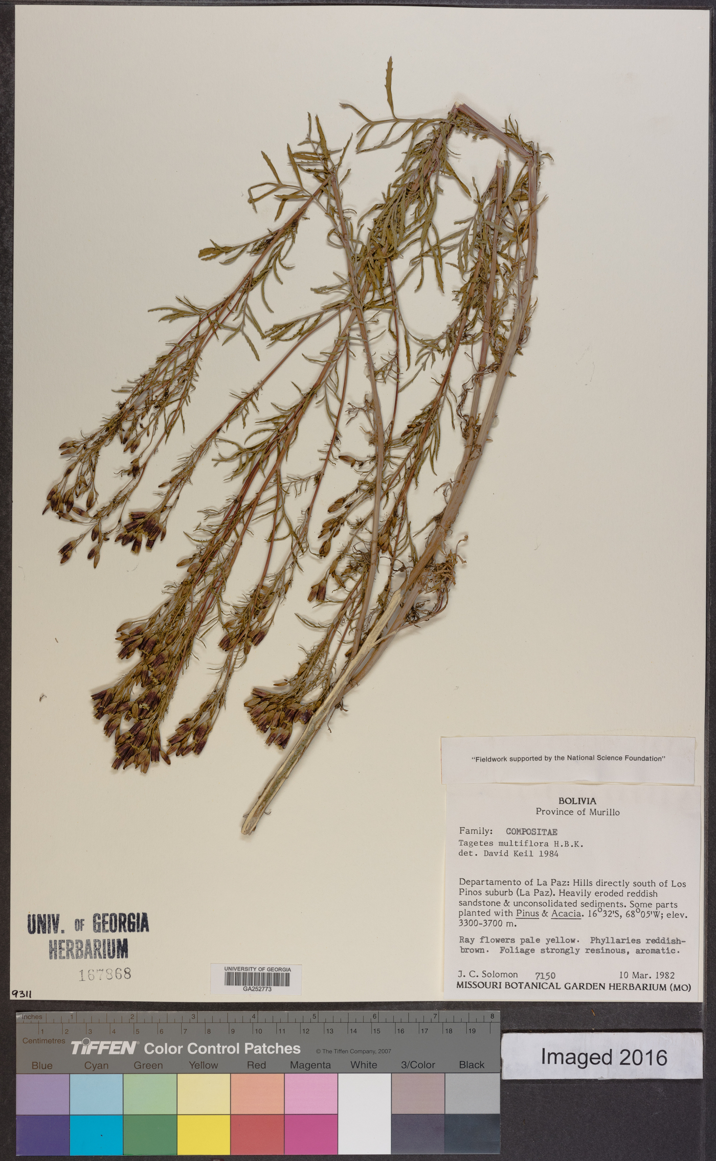 Tagetes multiflora image