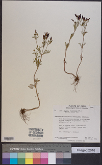 Tagetes multiflora image