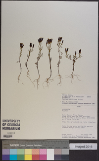 Tagetes multiflora image