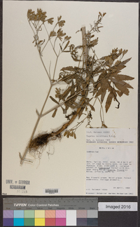 Tagetes terniflora image