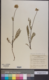 Tanacetum bipinnatum image