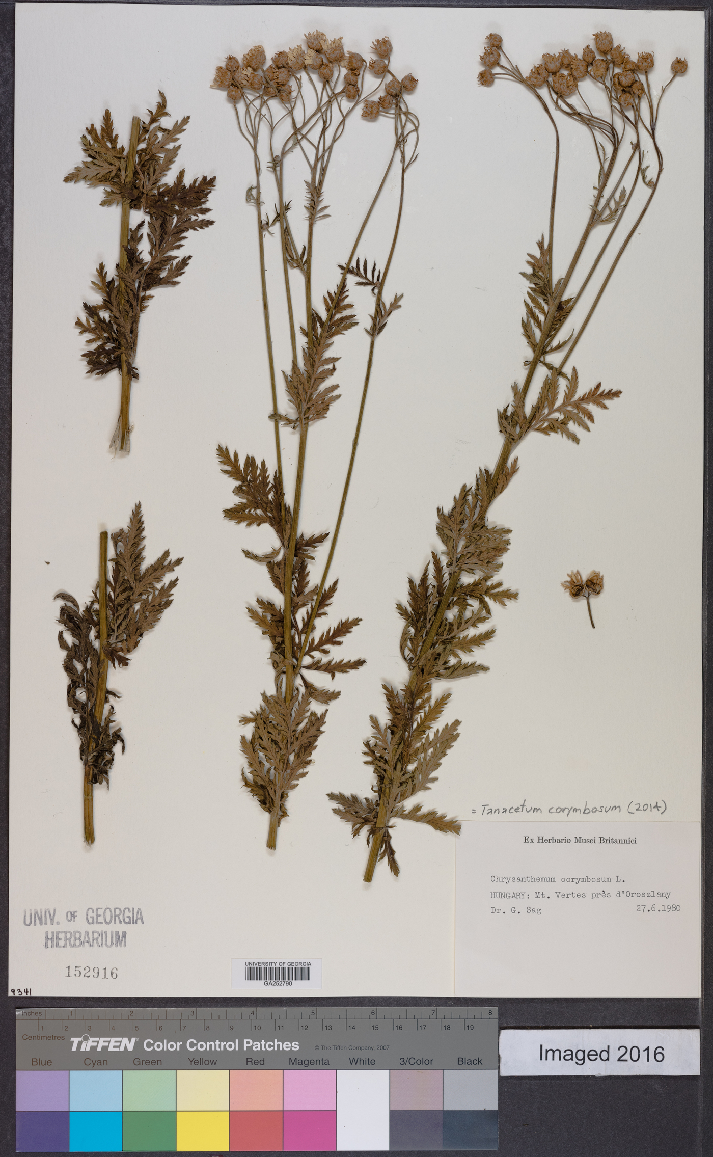 Tanacetum corymbosum image