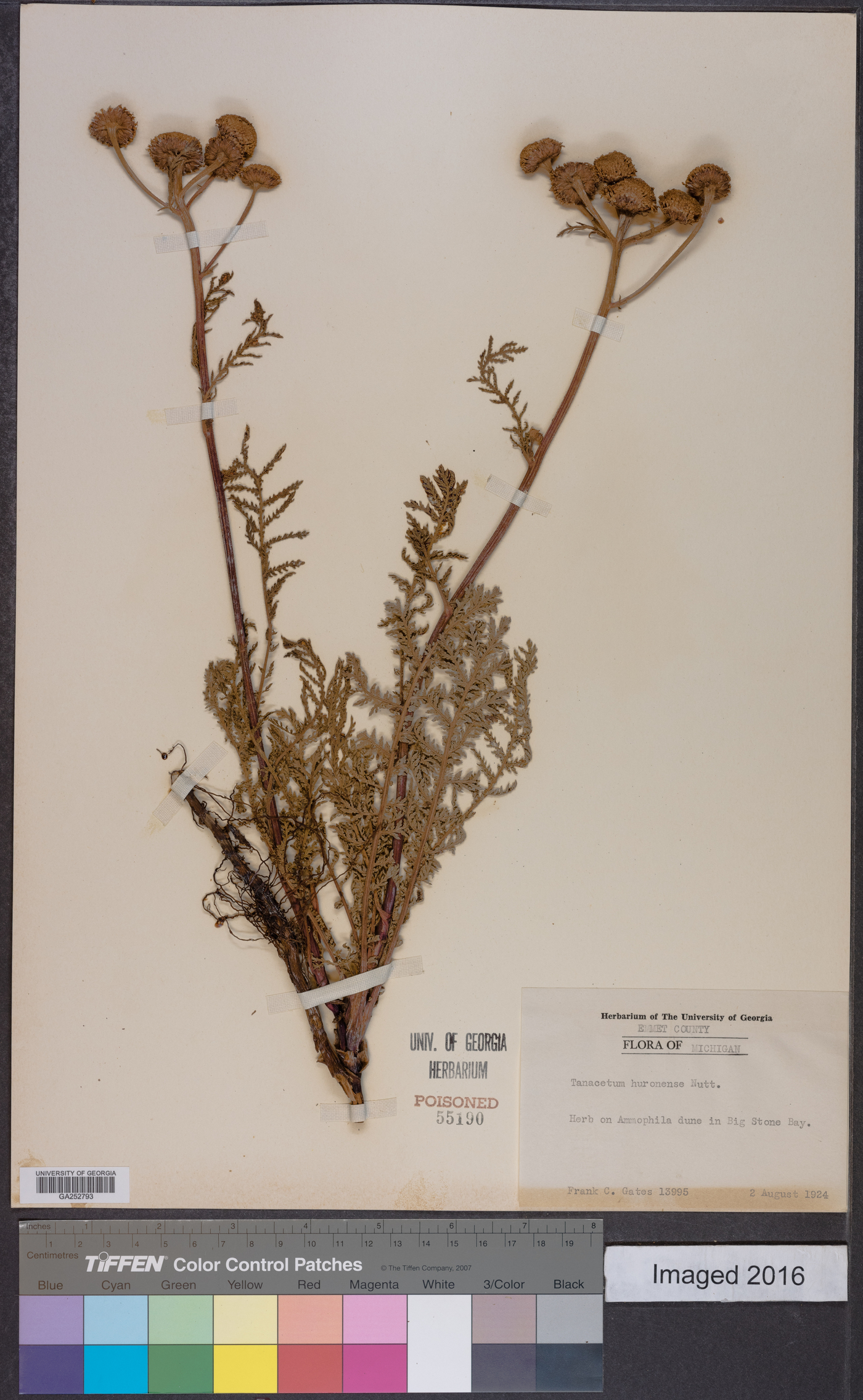 Tanacetum bipinnatum subsp. huronense image