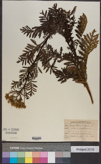 Tanacetum vulgare image