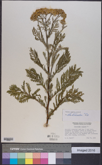 Tanacetum vulgare image