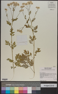 Tanacetum parthenium image