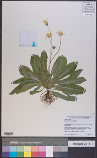 Taraxacum officinale subsp. officinale image