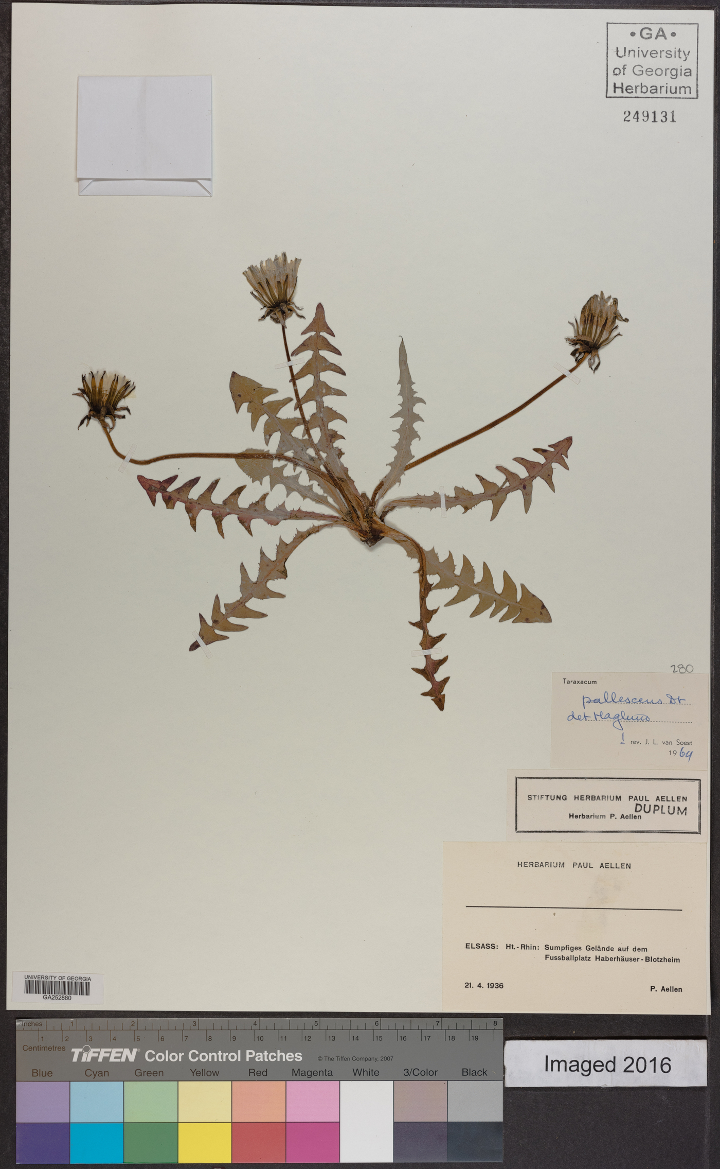 Taraxacum pallescens image