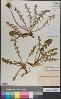 Image of Taraxacum perfissum