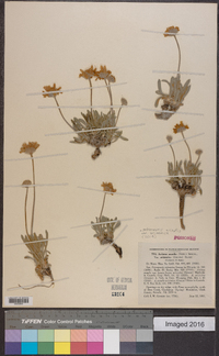 Tetraneuris acaulis var. arizonica image