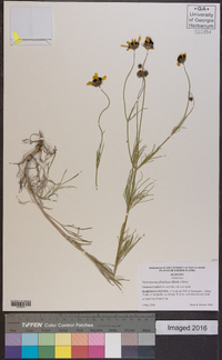 Thelesperma filifolium image