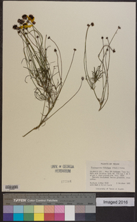 Thelesperma filifolium image