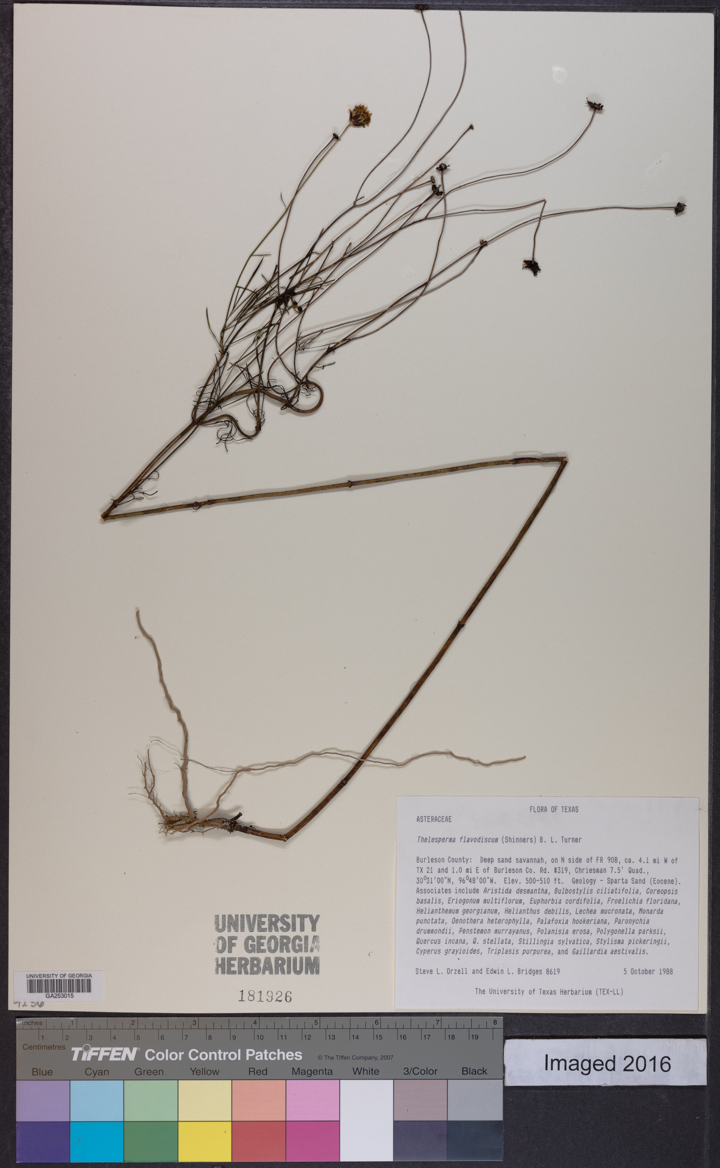 Thelesperma flavodiscum image