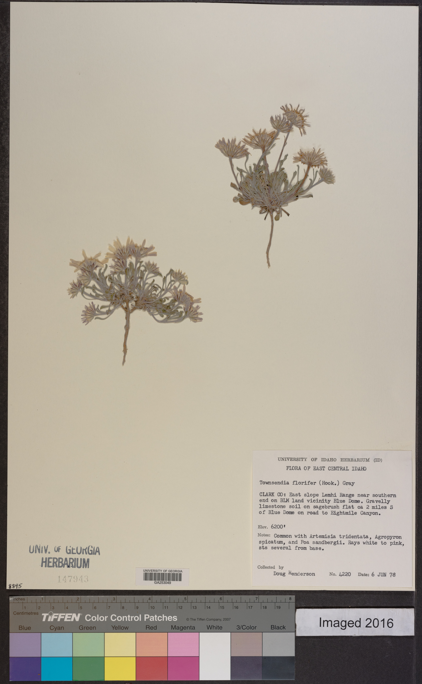 Townsendia florifera image