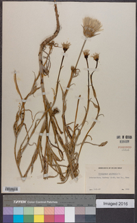 Tragopogon pratensis image