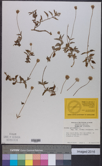 Tridax procumbens image