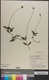 Tridax procumbens image