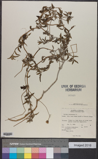 Tridax procumbens image