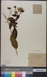 Trixis frutescens image