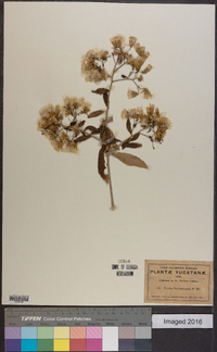 Trixis frutescens image