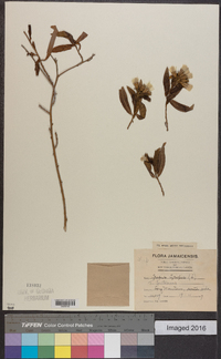 Trixis frutescens image