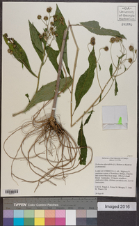 Verbesina alternifolia image