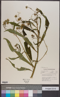 Verbesina alternifolia image