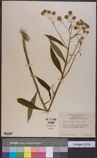 Verbesina alternifolia image