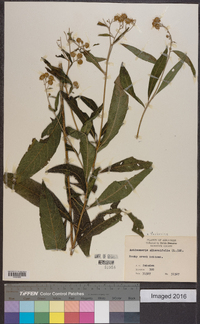 Verbesina alternifolia image