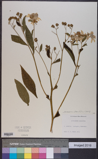 Verbesina alternifolia image